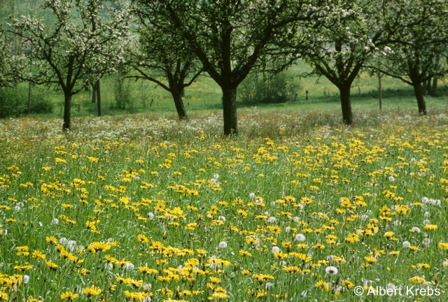 Fichier:AK 04559 zg 96 dpi.jpg