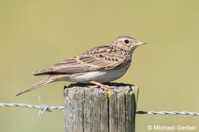 Fichier:alauda arvensis 020 96 dpi.jpg