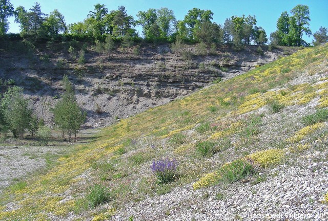 Fichier:Kiesgrube Weiach HWildermuth zg 96 dpi.jpg