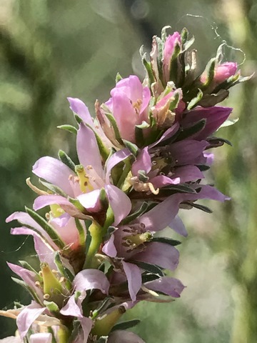 IMG 6675 640x480.JPG