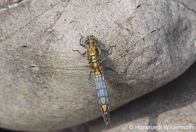 Fichier:Orthetrum cancellatum juv m zg 96.jpg