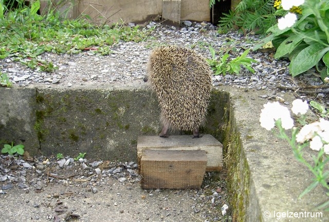 Fichier:Garten 14-August 064 zs 96 dpi.jpg