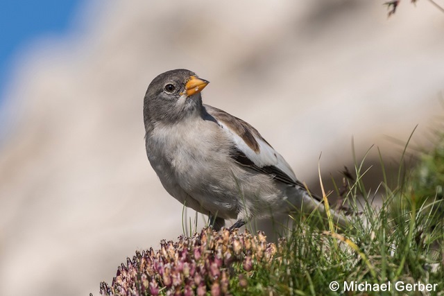 Fichier:montifringilla nivalis 043 96 dpi 96 dpi.jpg