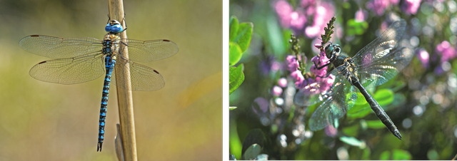 galerie1b systematik hw 96 dpi.png