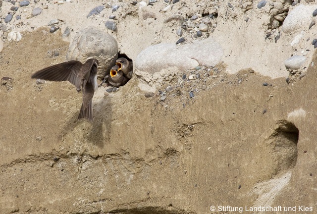 Fichier:Uferschwalbe landschaftundkies zg 96 dpi.jpg