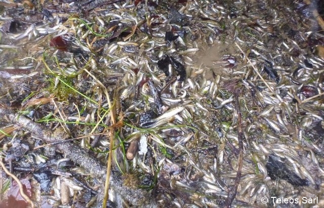 Fichier:teleossarl gestrandeteFische SchwallSunk 96 dpi.jpg