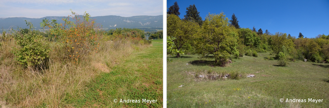 reptilien galerie 2 96 dpi.png