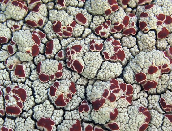 Fichier:JCM ophioparma ventosa b2.jpg