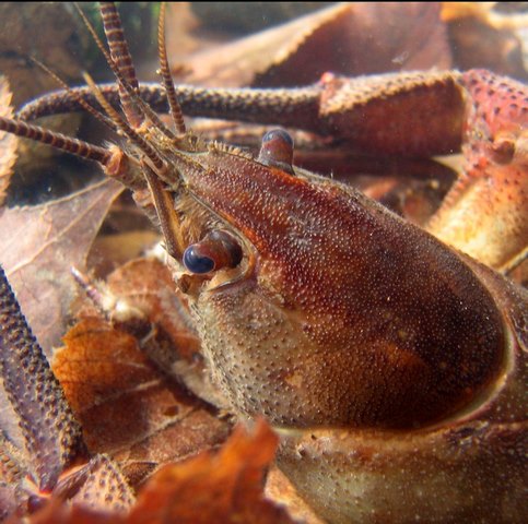 Photo 02 Edelkrebs 96 dpi.jpg