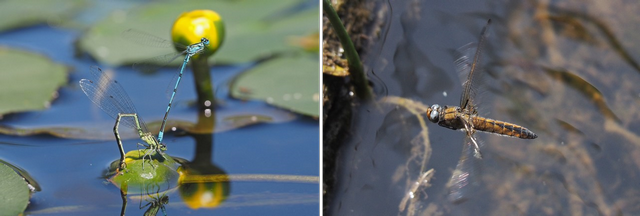 galerie6 eiablage hw 96 dpi.png