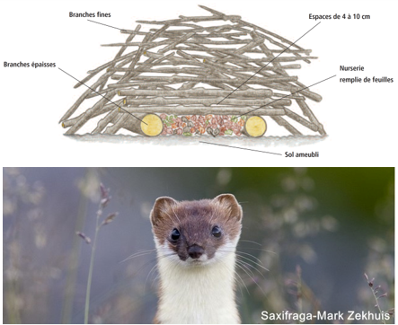 tas de branche fr.png