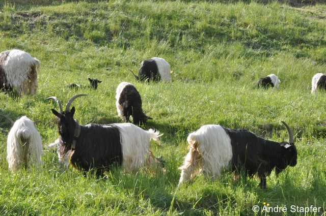 Fichier:Beweidung mit Ziegen as 96 dpi.jpg