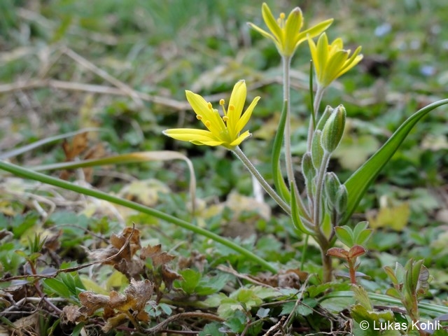 Fichier:Gagea villosa 96 dpi.jpg