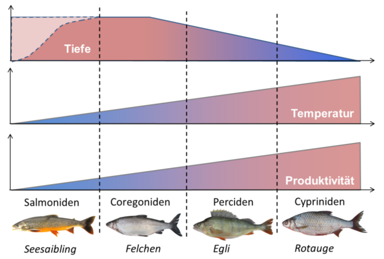 Fichier:Abbildung 4 Vereinfachte Darstellung der alpinen Seetypen mit den dominierenden taxonomischen.png