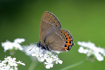 Fichier:Vlad Proklov 8935958805 3e9c44d902 o-Satyrium pruni CC BY-NC 2.0 400px.jpg