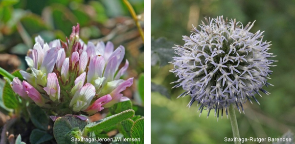 Fichier:Galerie Saxifraga Saxifraga 3.png