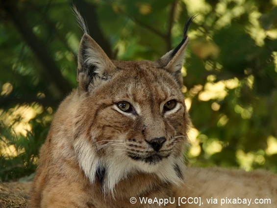 Fichier:lynx-414730 1920 96 dpi zs.jpg