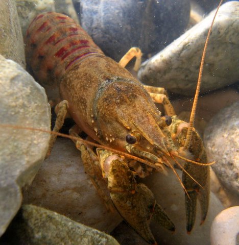 Fichier:Photo 10 Kamberkrebs 96 dpi.jpg