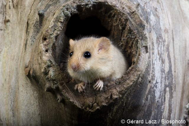 Fichier:BIOS-2013364 96 dpi.jpg