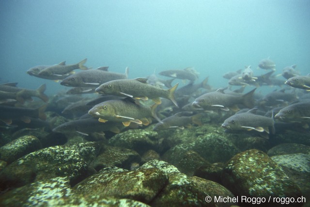 Fichier:F19-50 96 dpi.jpg