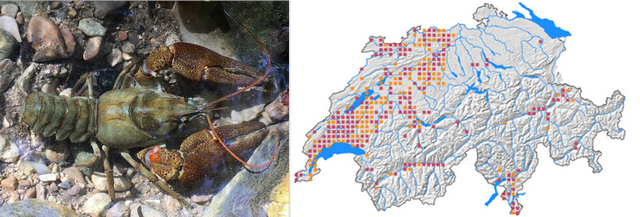 Galerie Dohlenkrebs 2 96 dpi.png