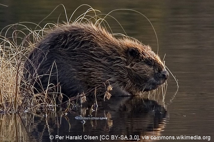 Fichier:Beaver pho34.jpg