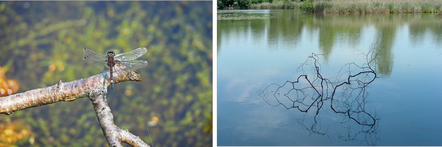 galerie10 totholz hw 96 dpi.png