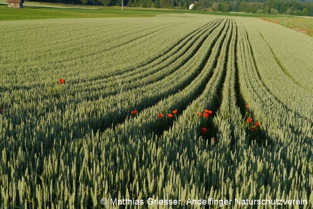 Fichier:P1090048 sm 96 dpi.jpg