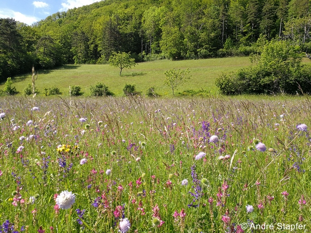 Fichier:Halbtrockenrasen as 96 dpi.jpg