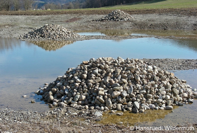 Fichier:Lehmtümpel.29.3.2008.H.Wildermuth.DSCN3818 zg 96 dpi.jpg