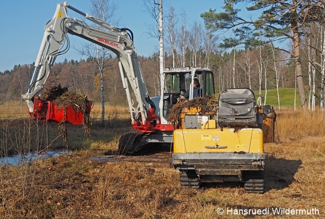 Fichier:Maschinelle Regeneration alter Torfstich.Gem. Hinwil H.Wildermuth..11.11.2015 Oberhöflerriet.H.Wildermuth.PB110691 96 dpi.jpg