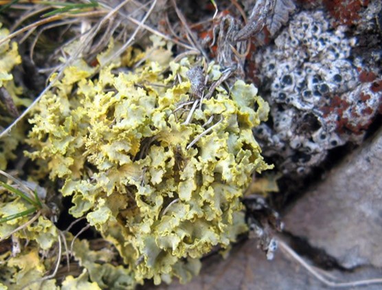 Fichier:JCM vulpicida tubulosus b2.jpg