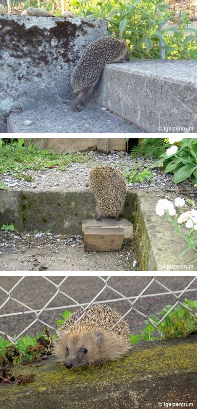 Igel Galerie senkr.png