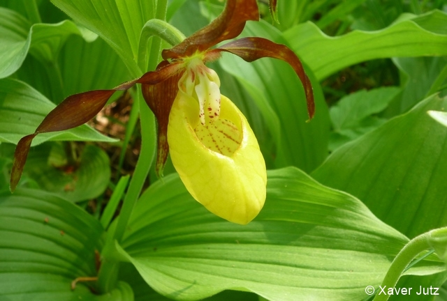 Fichier:cyp calc3 zg 96 dpi.jpg