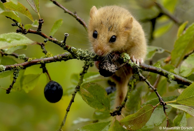 Fichier:Haselmaus MaximilianDorsch zg 96 dpi.jpg