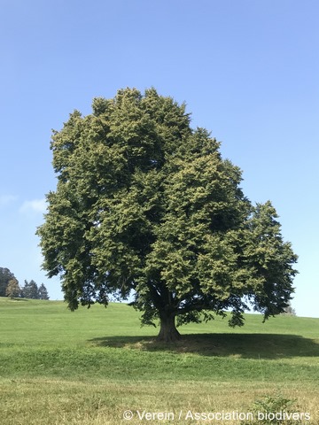 Fichier:Linde 96 dpi.jpg