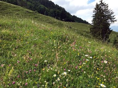 AR extensive Rinderweide2.JPG