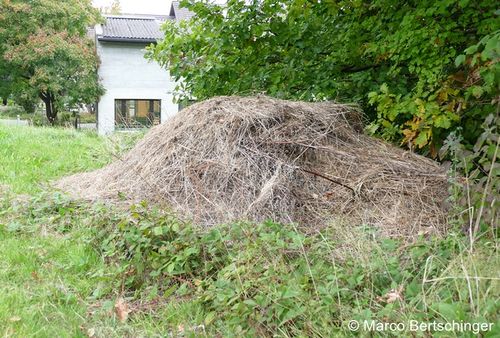 P1060837 Marco zg 96 dpi.JPG