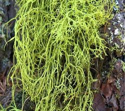 JCM letharia vulpina b2.jpg