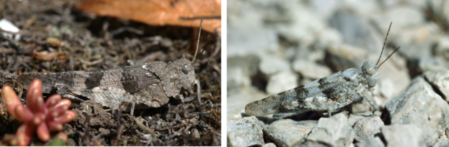 Heuschrecken Siedlungsgebiet.png