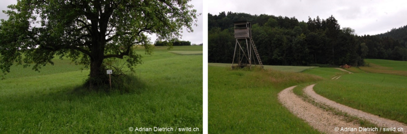 Strukturen AdrianDietrich Galerie.png