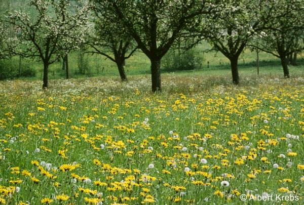 AK 04559 zg 96 dpi.jpg