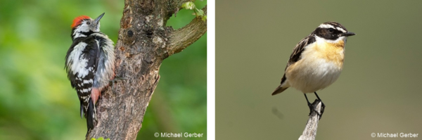 indikatoren michigerber.png