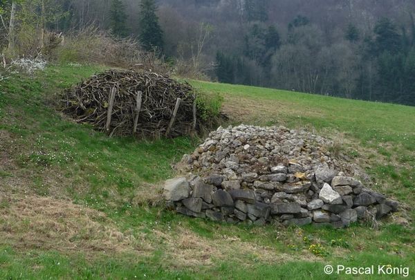 P1100417 zg 96 dpi.JPG