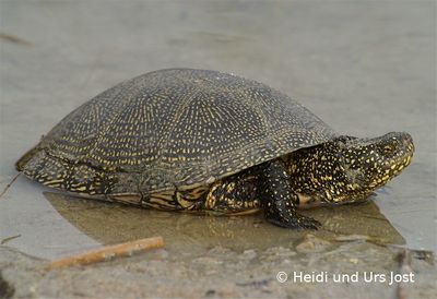 Emys orbicularis Urs Jost 001 96 dpi.jpg