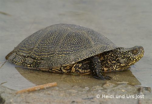 Emys orbicularis Urs Jost 001 96 dpi.jpg