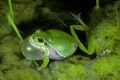 AK 15708 Hyla arborea.jpg