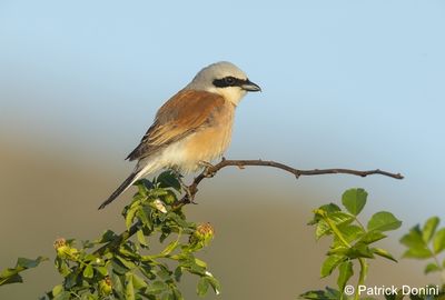 mm Neuntoeter Donini 96 dpi.jpg