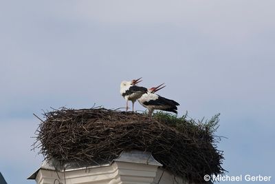 ciconia ciconia 042 96 dpi.jpg