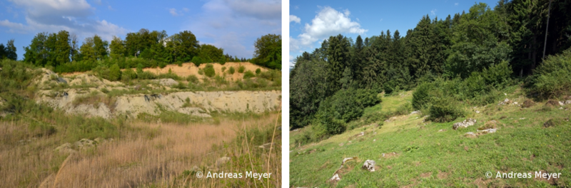 reptilien galerie 3.png